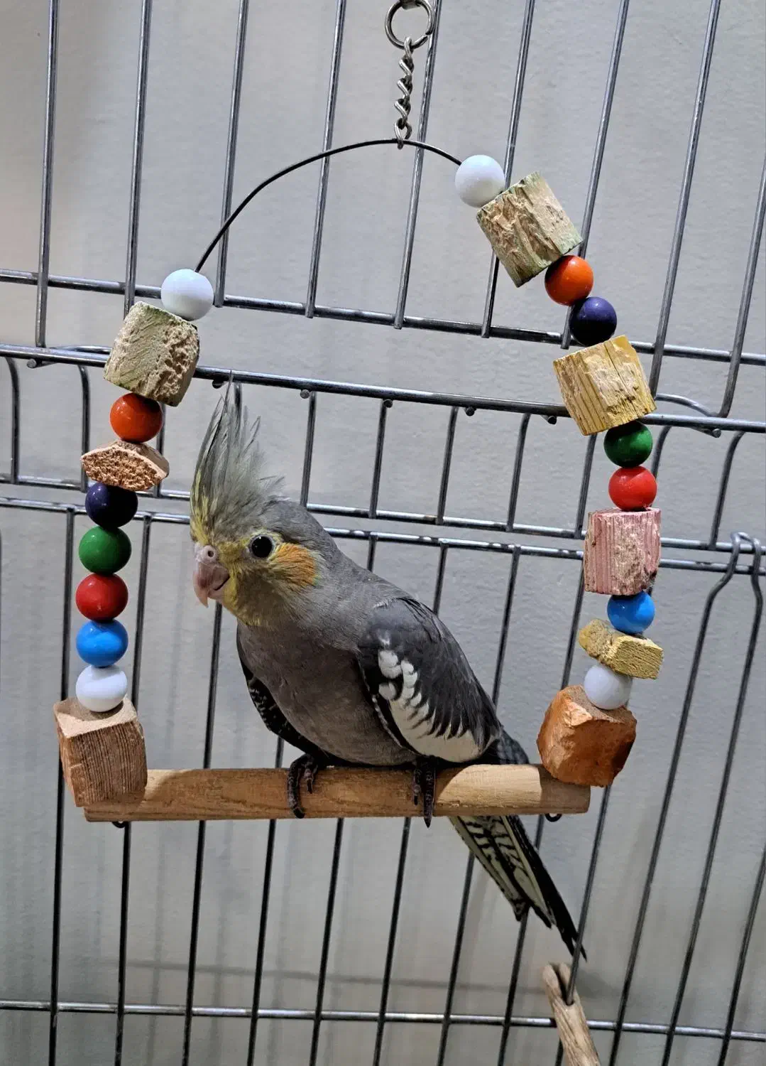 عروس هلندی دستی بازیگوش پرنده تزئینی جوجه|پرنده|تهران, تهرانپارس شرقی|دیوار