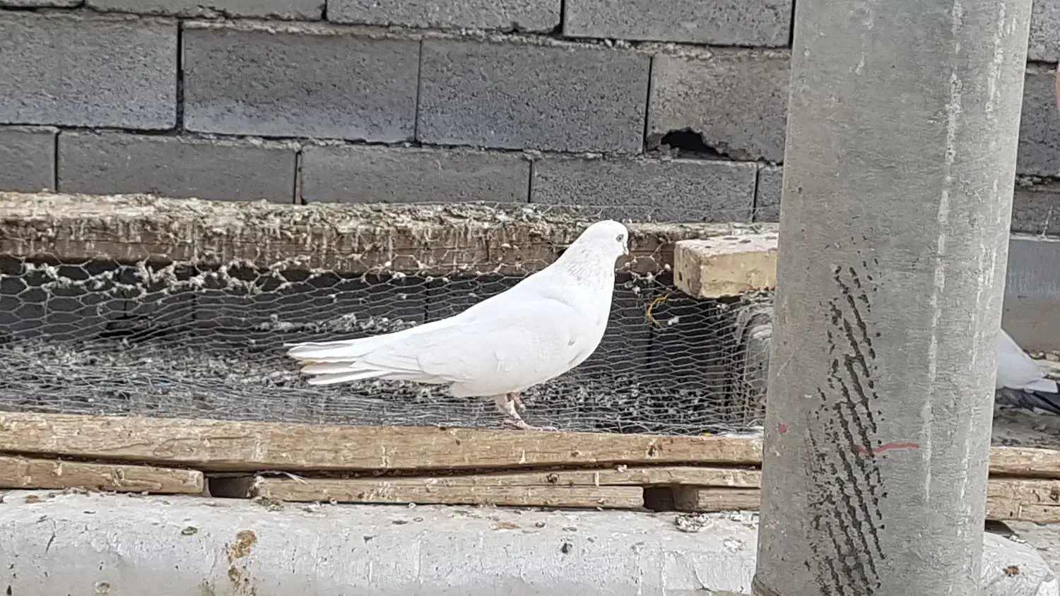 تهرونی چش نوک|پرنده|فارسان, |دیوار