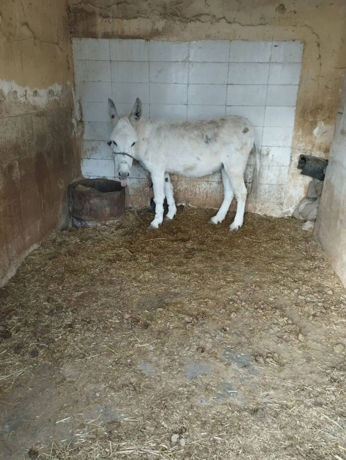 الاغ ماده|حیوانات مزرعه|لردگان, |دیوار