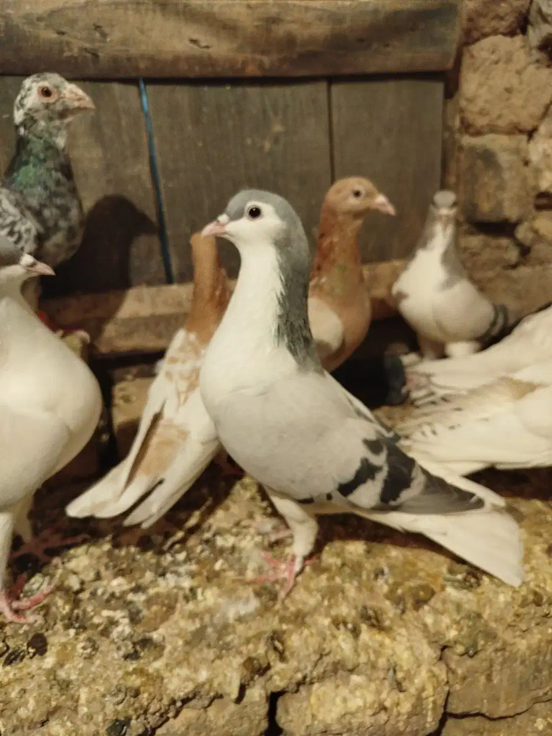 کبوتر|پرنده|تاکستان, |دیوار