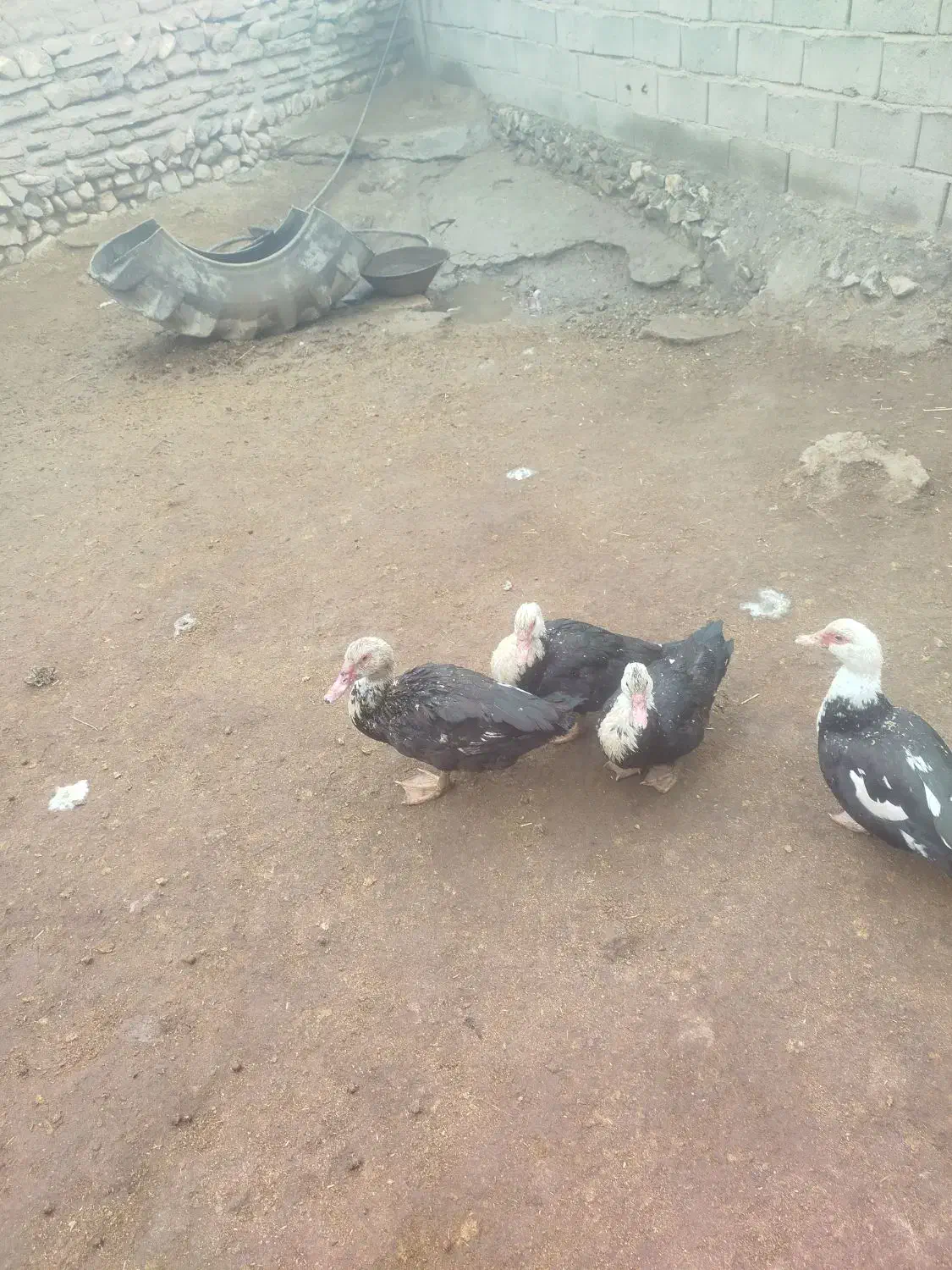 هستم|پرنده|بزینه رود, |دیوار