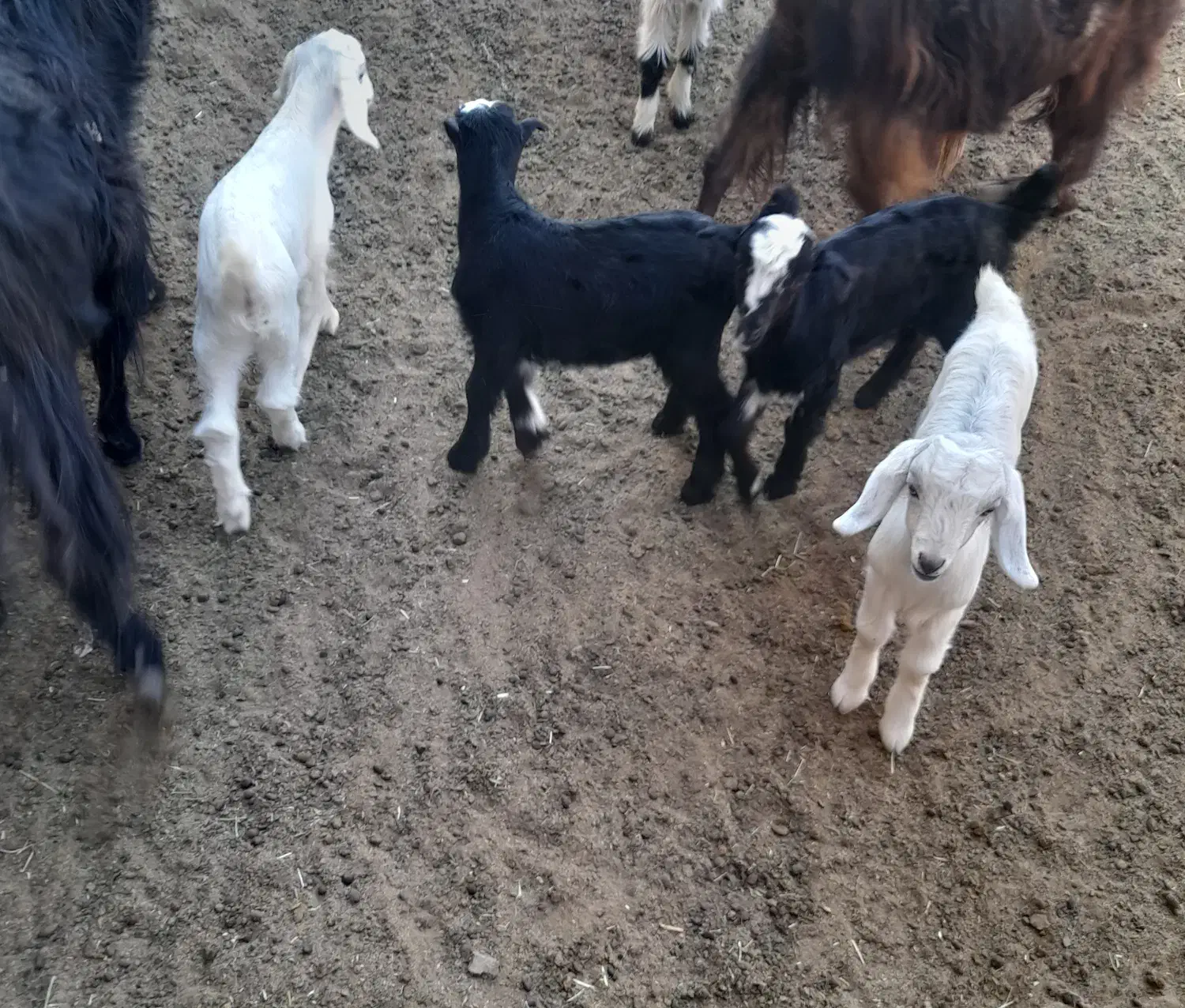 تعداد ۵راس بز  دوقولو  جوان  همراه  ۱۰راس بزغاله|حیوانات مزرعه|شریف‌آباد, |دیوار