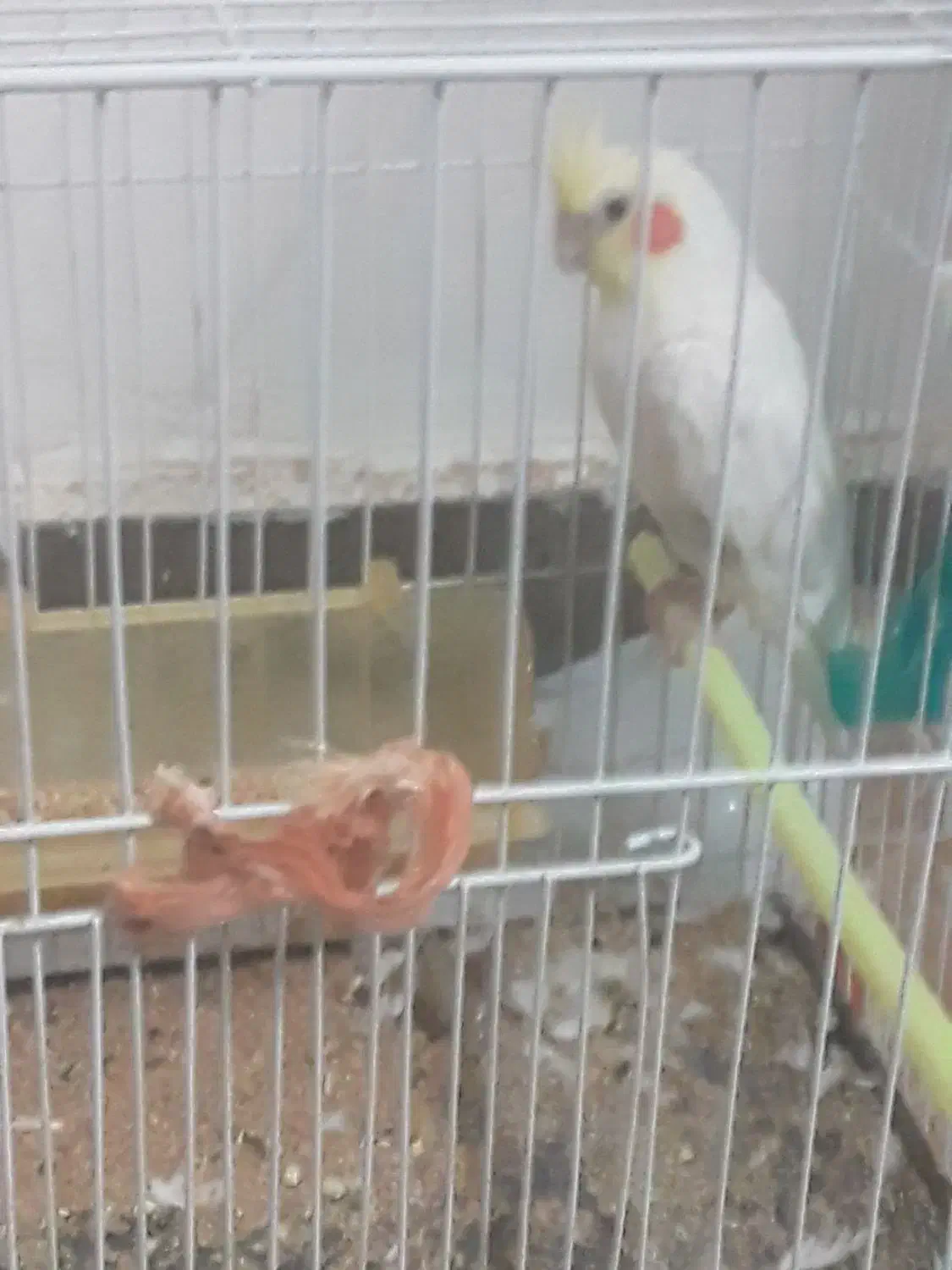 عروس هلندی|پرنده|شاندیز, |دیوار