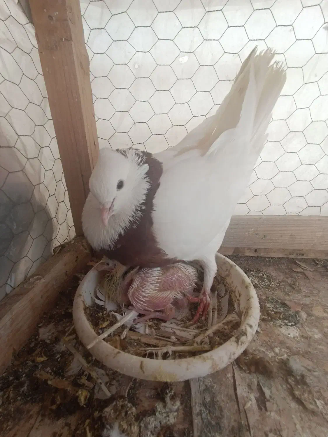 کفتر کبوتر.طوقی با جوجه سار چینی سینه مشدی.|پرنده|گلبهار, شهر جدید گلبهار|دیوار