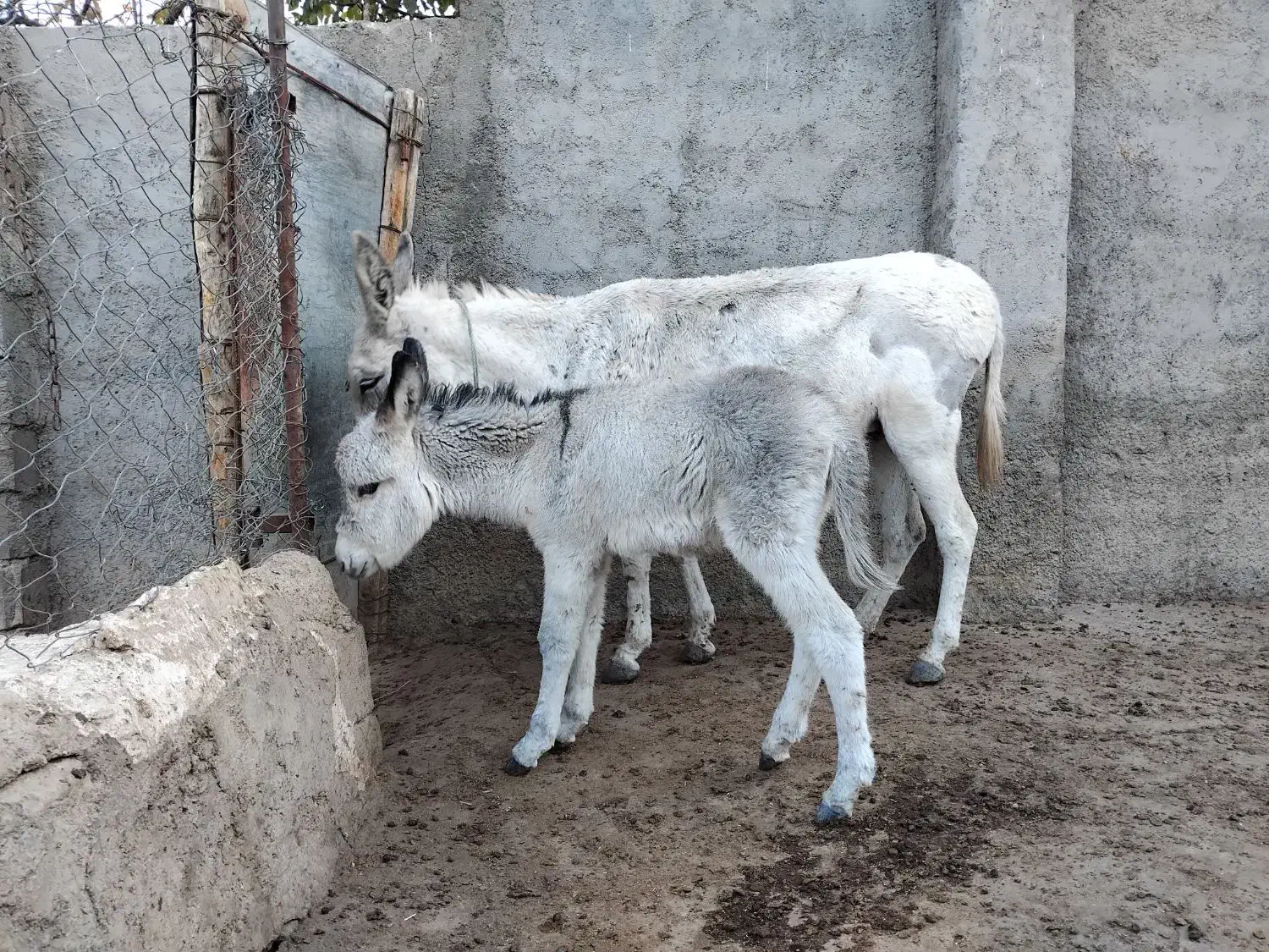 یک الاق با کره نر گوسفندی|حیوانات مزرعه|بجنورد, |دیوار
