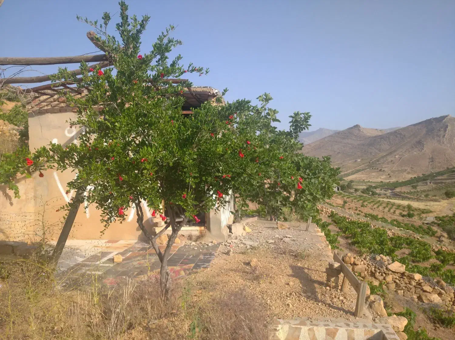 باغ انگور یاقوتی ۳۰۰۰ متری|فروش دفتر صنعتی، کشاورزی، تجاری|شیراز, ویلاشهر|دیوار