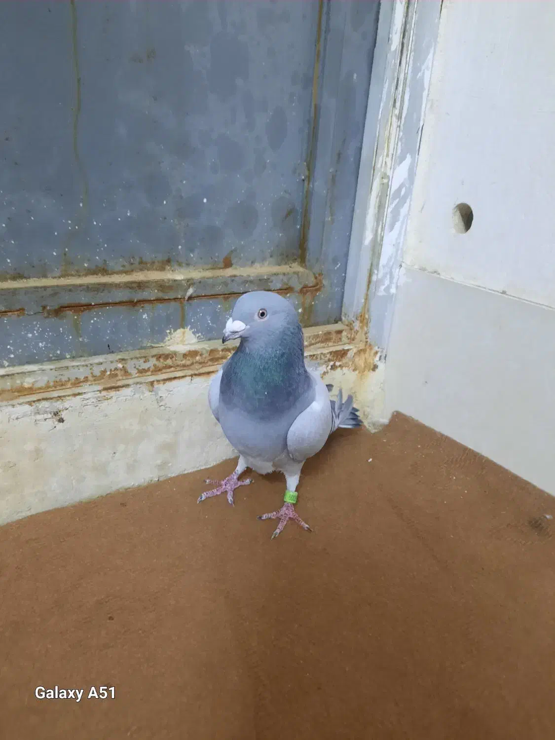 کبوترنر پلاکی|پرنده|قم, شهرک توانیر|دیوار