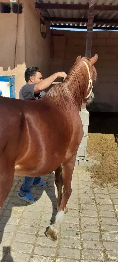 اسب عربی ماده قهوه ای|اسب و تجهیزات اسبسواری|صدرا-فارس, فاز ۱|دیوار