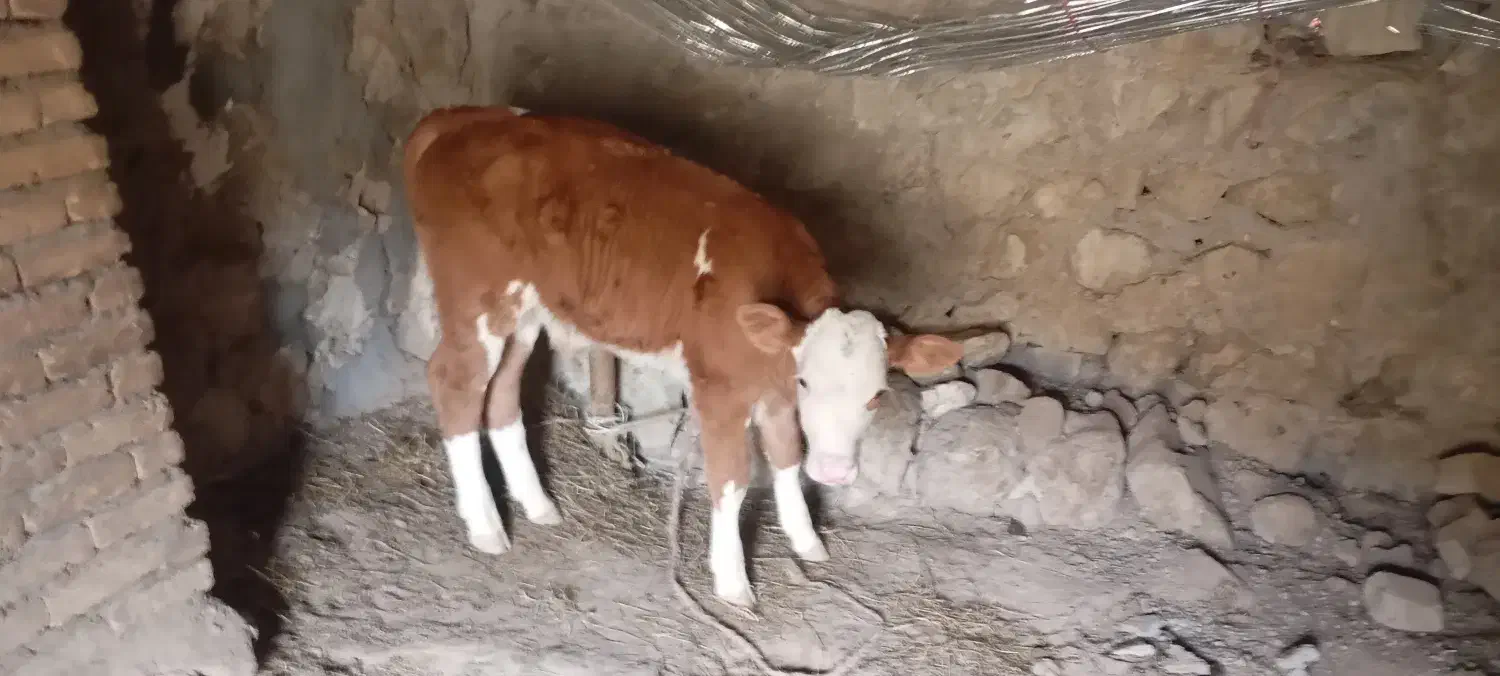 گاو|حیوانات مزرعه|خواجه, |دیوار