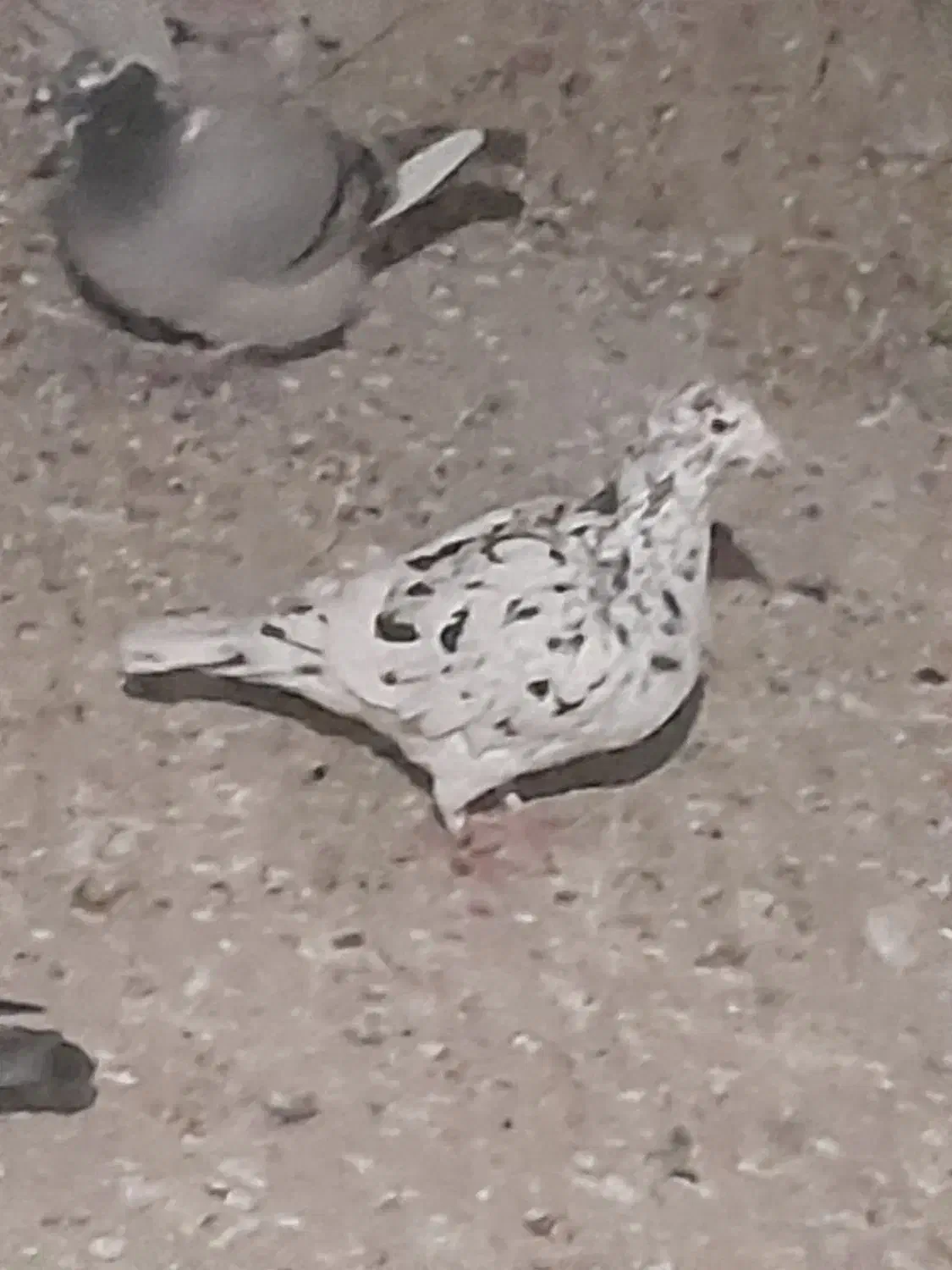 شامی کاکلی روشن و...|پرنده|قائن, |دیوار