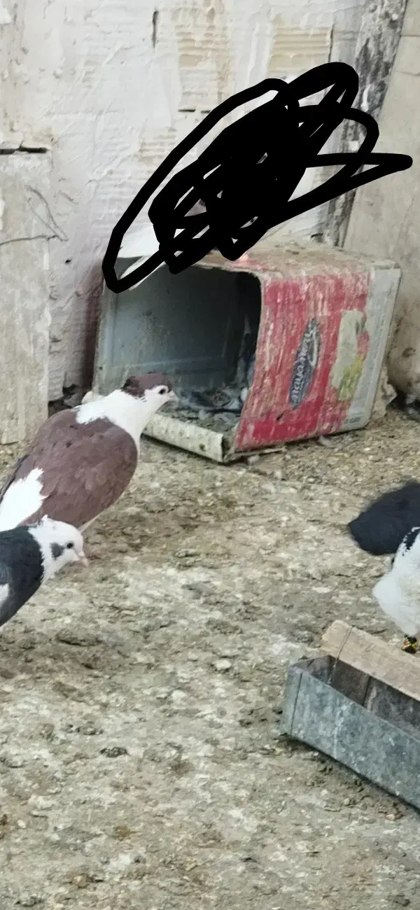 نر ساده کاکلی بازاغ|پرنده|درمیان, |دیوار