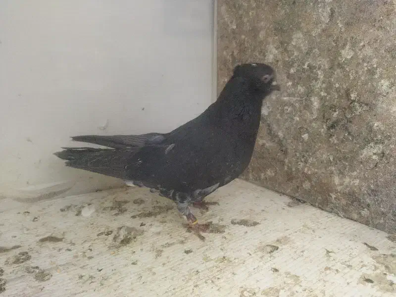 کفتر|پرنده|خمین, |دیوار