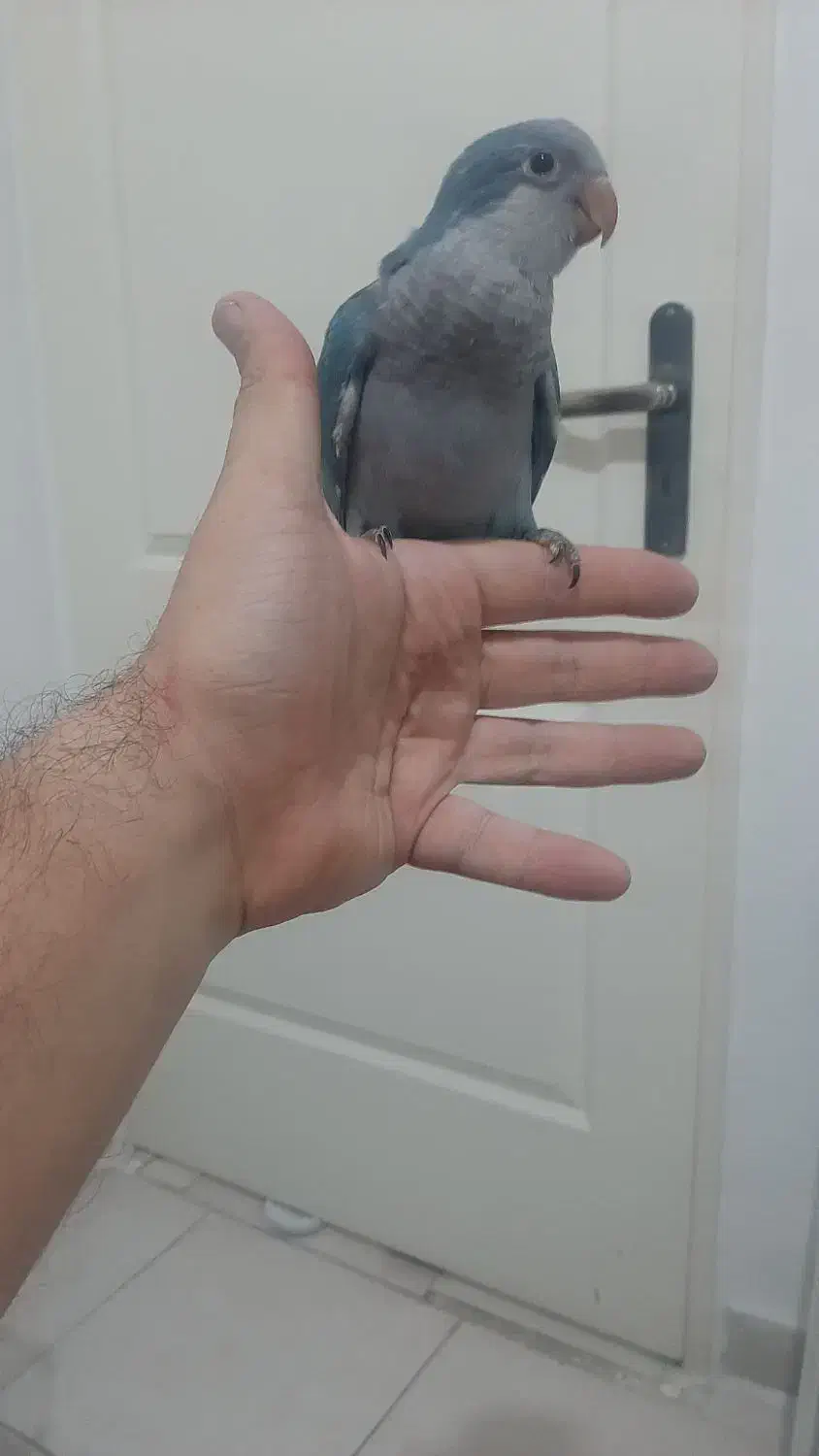 جوجه راهب آبی حلقه پا تازه دونخور رام|پرنده|شهریار, شهرک وائین|دیوار