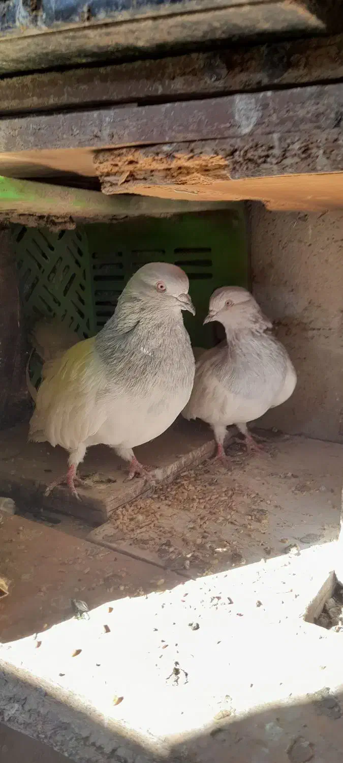 فروش کبوتر|پرنده|ملکان, |دیوار