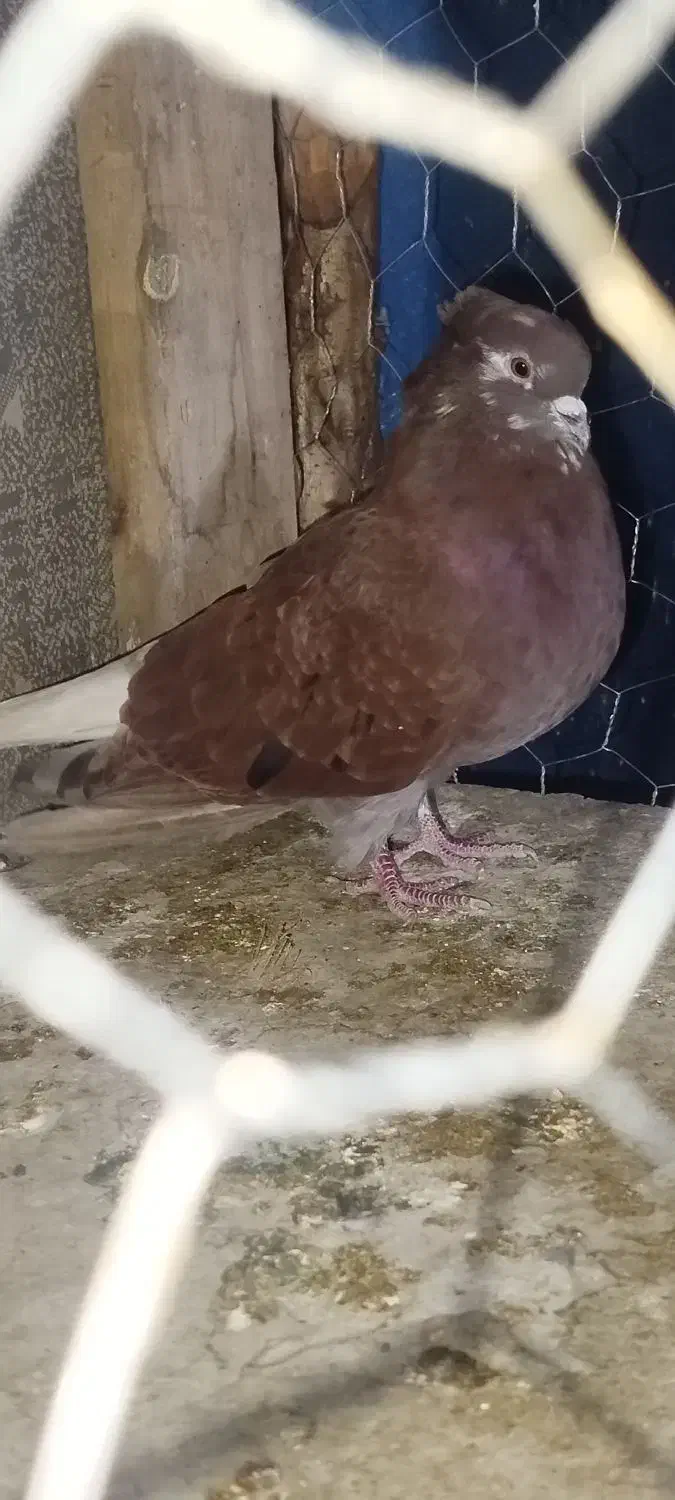 سرخ دم سفید کاکولی|پرنده|مینودشت, |دیوار