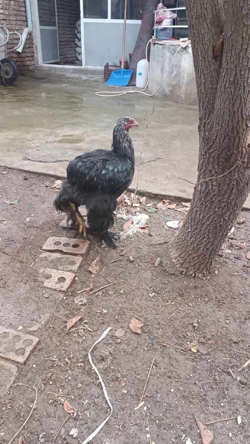 برهما بلک|حیوانات مزرعه|محمدبار, |دیوار