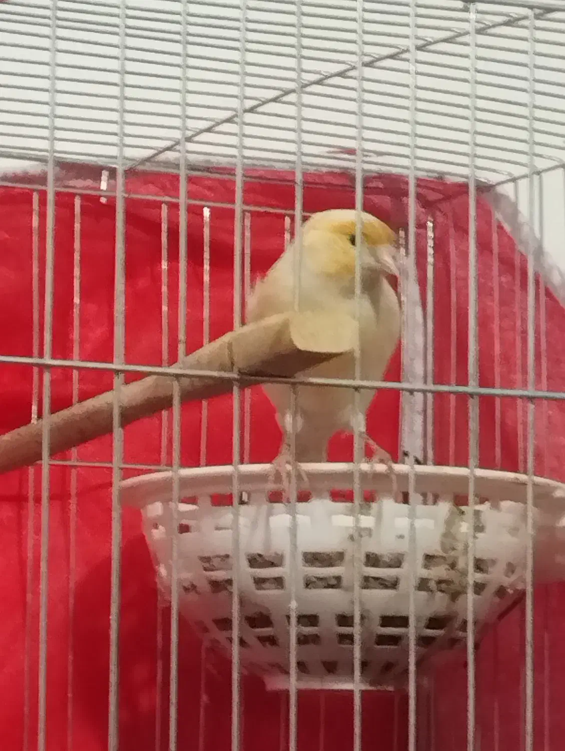 قناری مست آواز خون|پرنده|ایلام, |دیوار