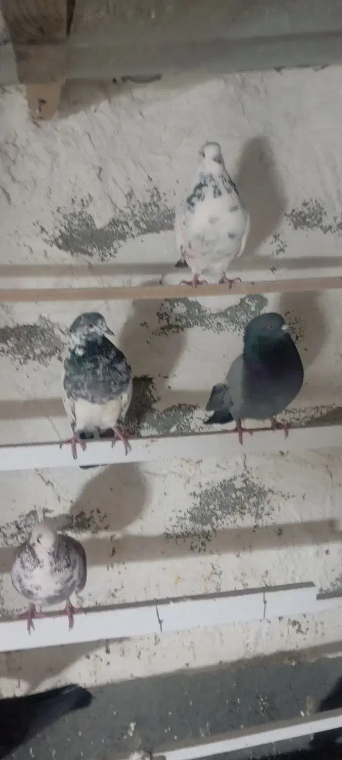 فروش کبوتر تهرانی|پرنده|ایلام, |دیوار