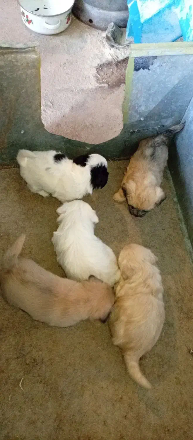 سگ‌پاکوتاه|سگ|بم, |دیوار