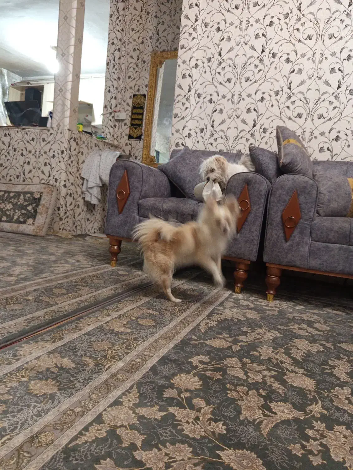 پامرین روباهی|سگ|فردیس, فردیس|دیوار