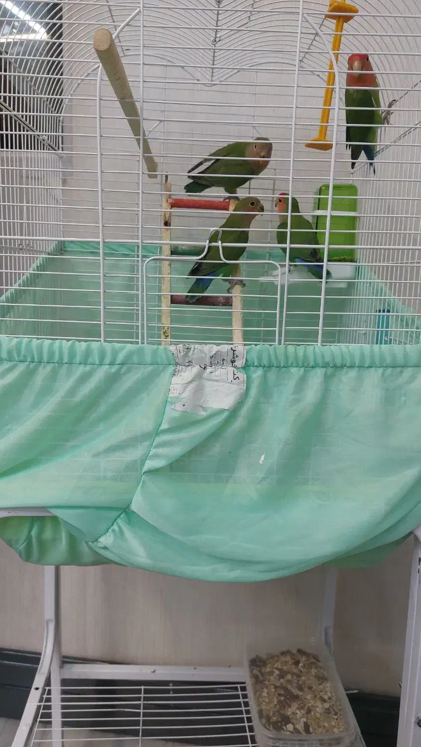 فروش پرنده|پرنده|چاف و چمخاله, |دیوار