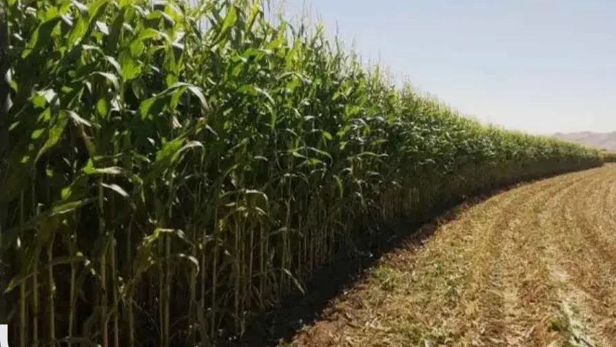 اجاره زمین کشاورزی بیضا|اجارهٔ دفتر صنعتی، کشاورزی، تجاری|بانش, |دیوار