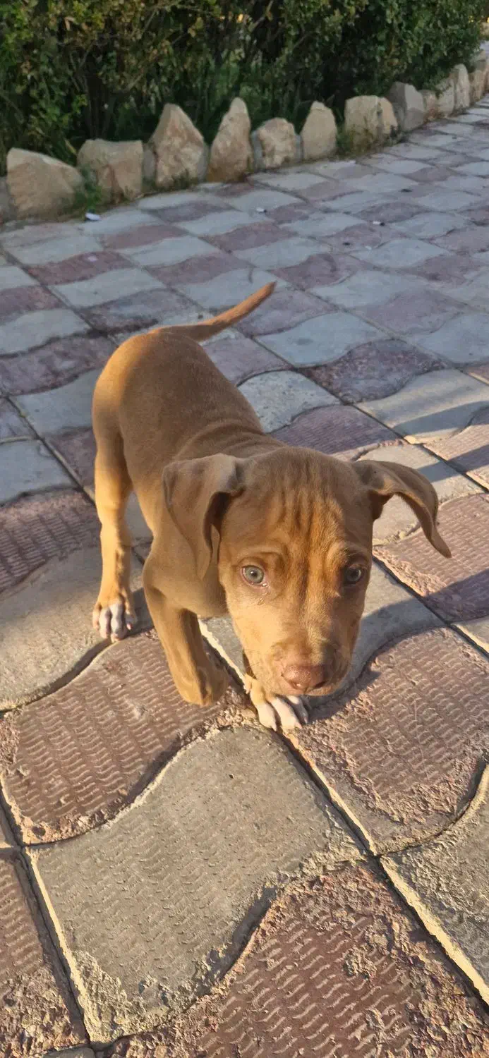 سگ پیت بول اصیل ب شرط|سگ|شیراز, بریجستون|دیوار