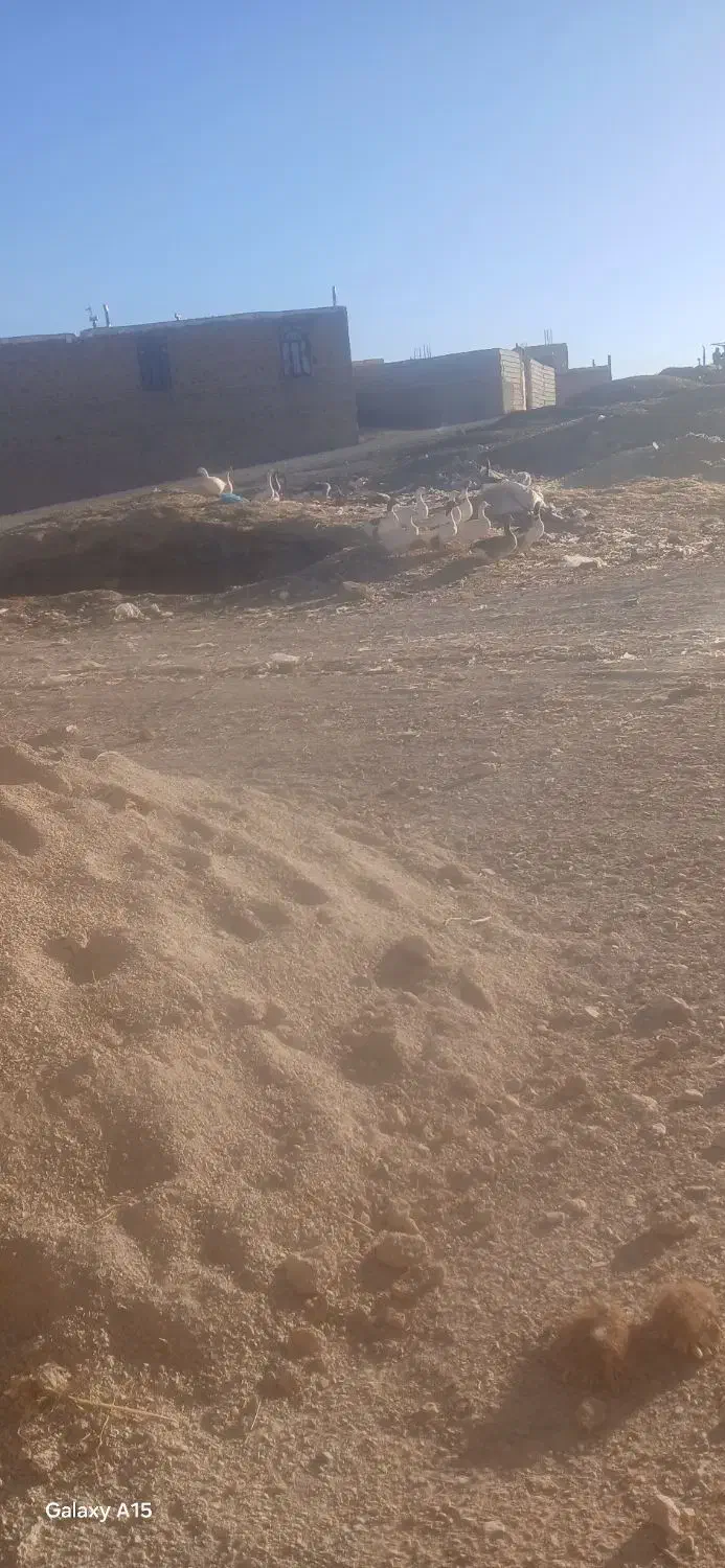 قاز|حیوانات مزرعه|وراوی, |دیوار