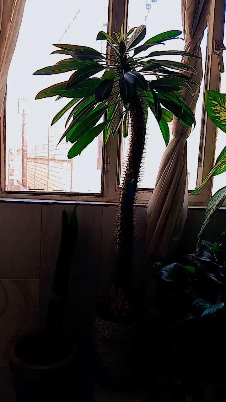 گل زیبای ماداگاسکار|گل و گیاه طبیعی|پاکدشت, پاکدشت (مامازند)|دیوار