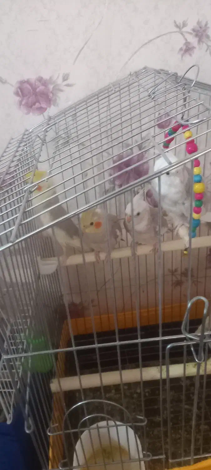 عروس هلندی ۴ ماهه|پرنده|سلماس, |دیوار