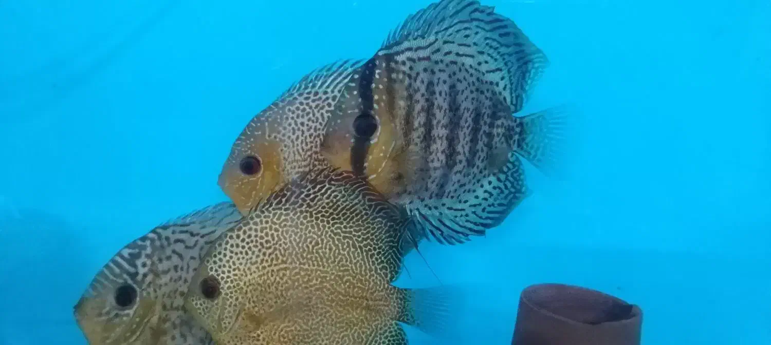 ماهی دیسکس مولد|ماهی|نیشابور, امام|دیوار