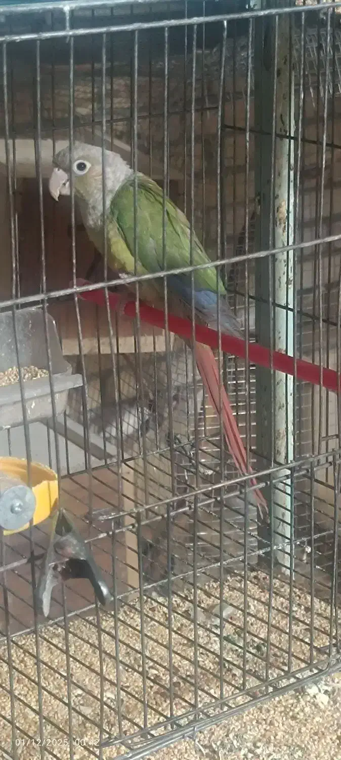 گرینجیک سینامون نر نرمال|پرنده|اردکان, |دیوار