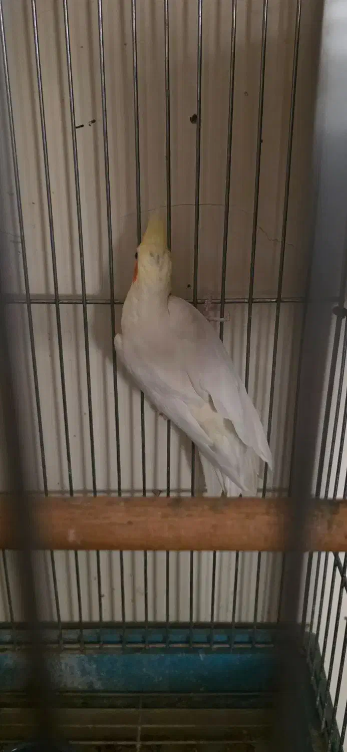 عروس هلندی نر|پرنده|تهران, شهران جنوبی|دیوار