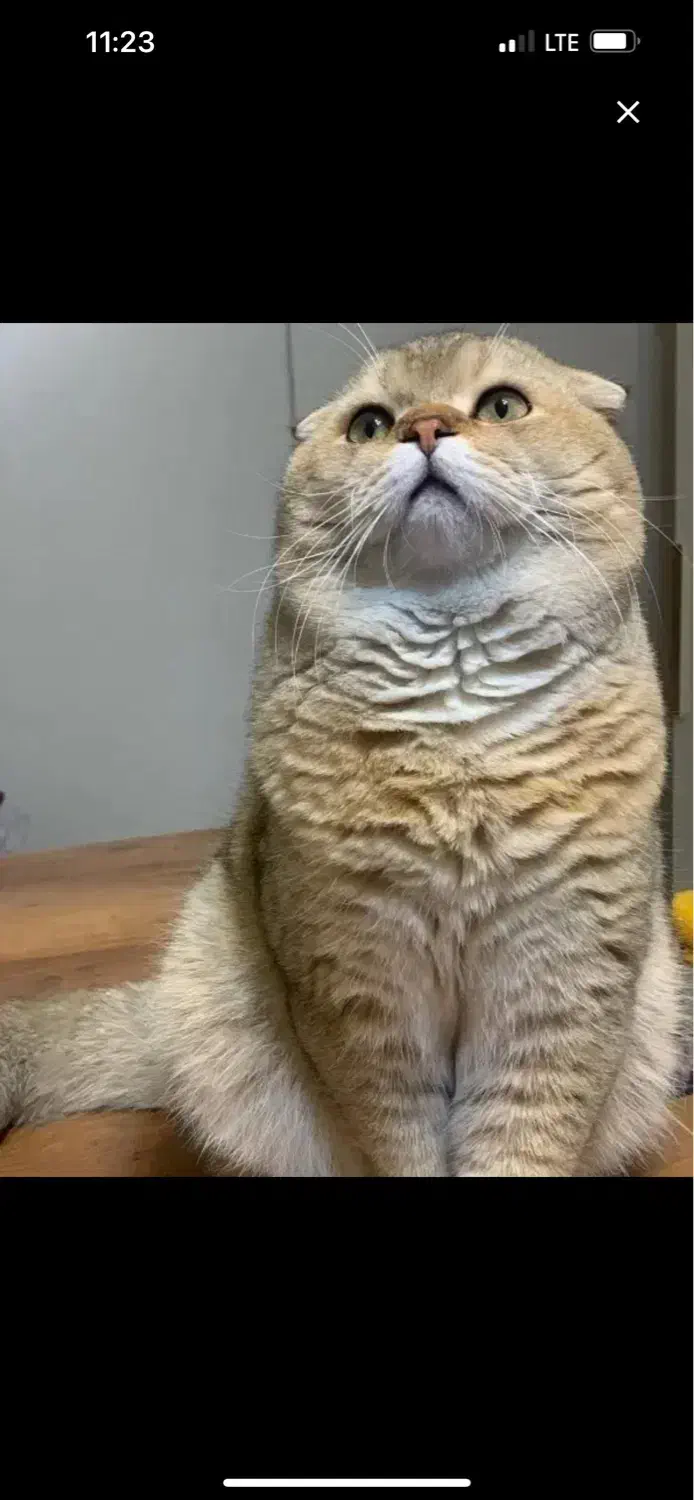 واگذاری گربه اسکاتیش|گربه|فردیس, فردیس|دیوار