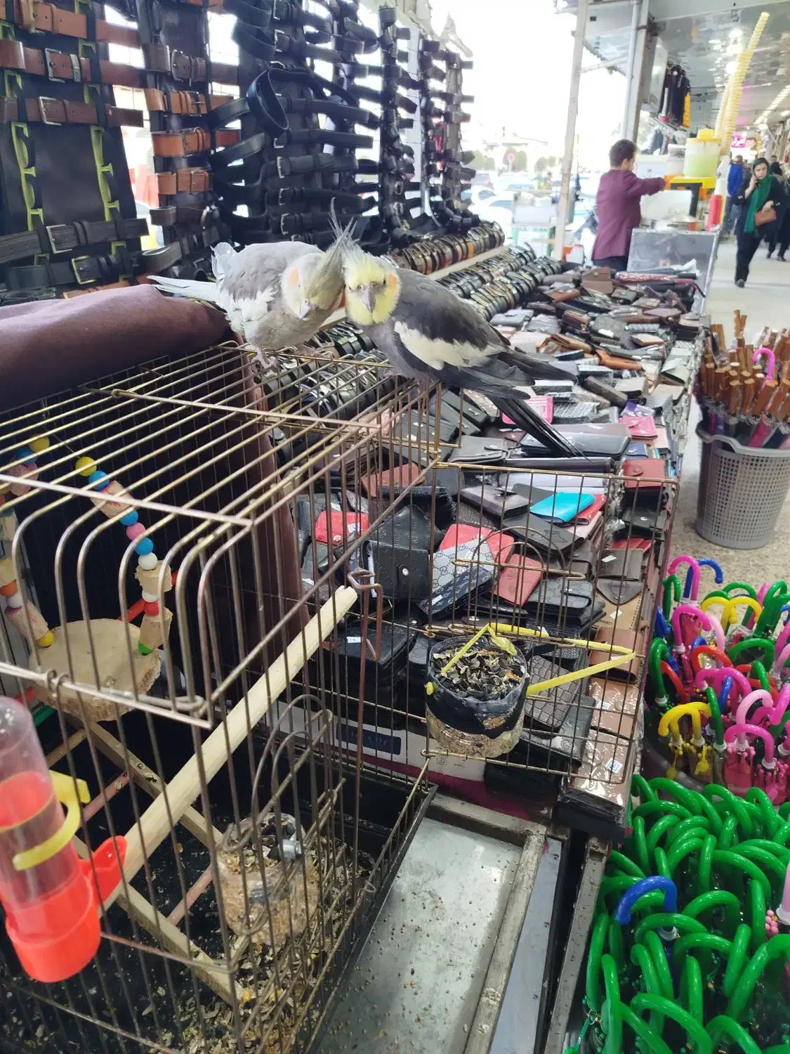 عروس هلندی نر و ماده دستی باقفس|پرنده|آستارا, |دیوار