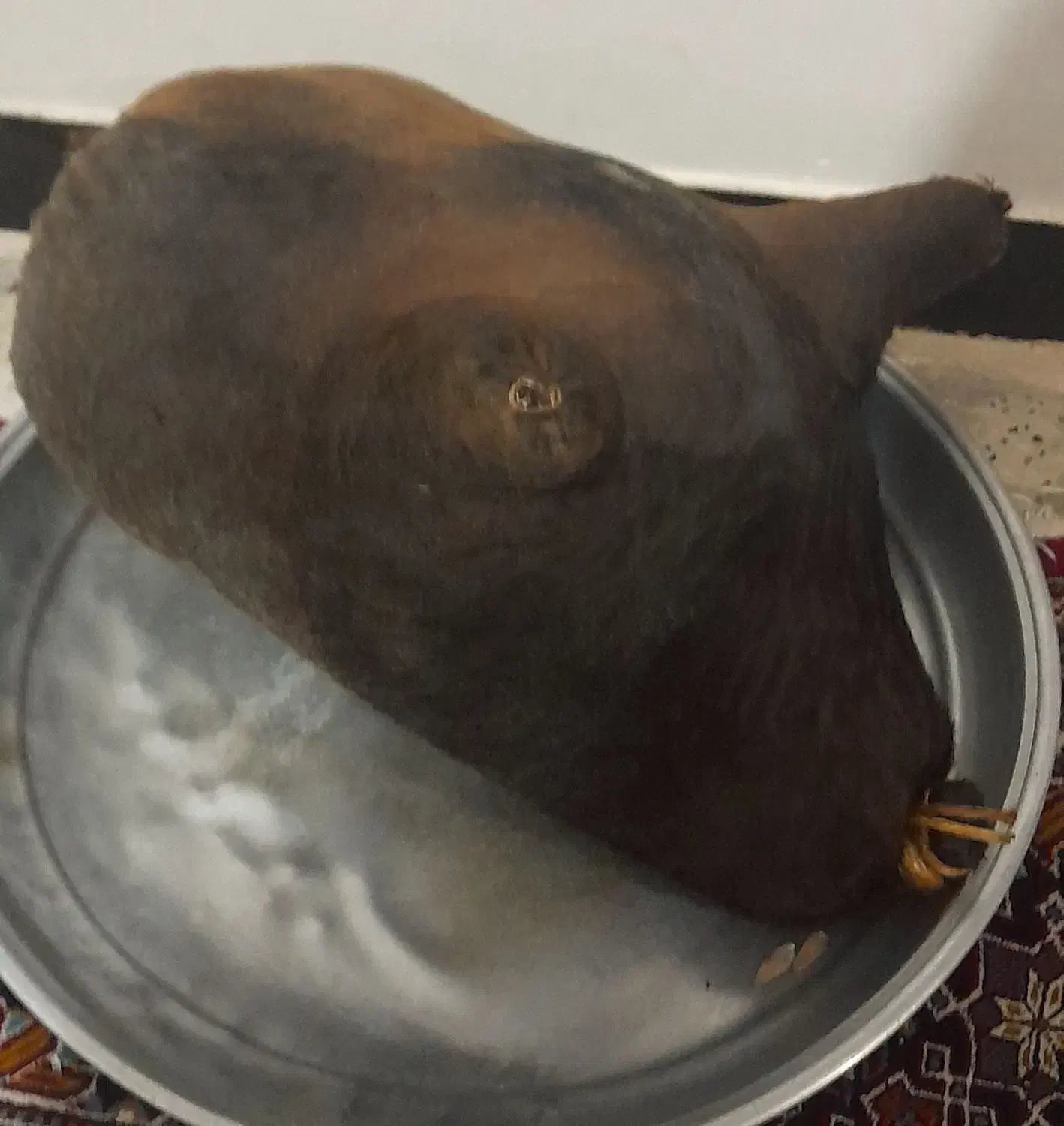 هیزه|لوازم جانبی حیوانات|کوهدشت, |دیوار