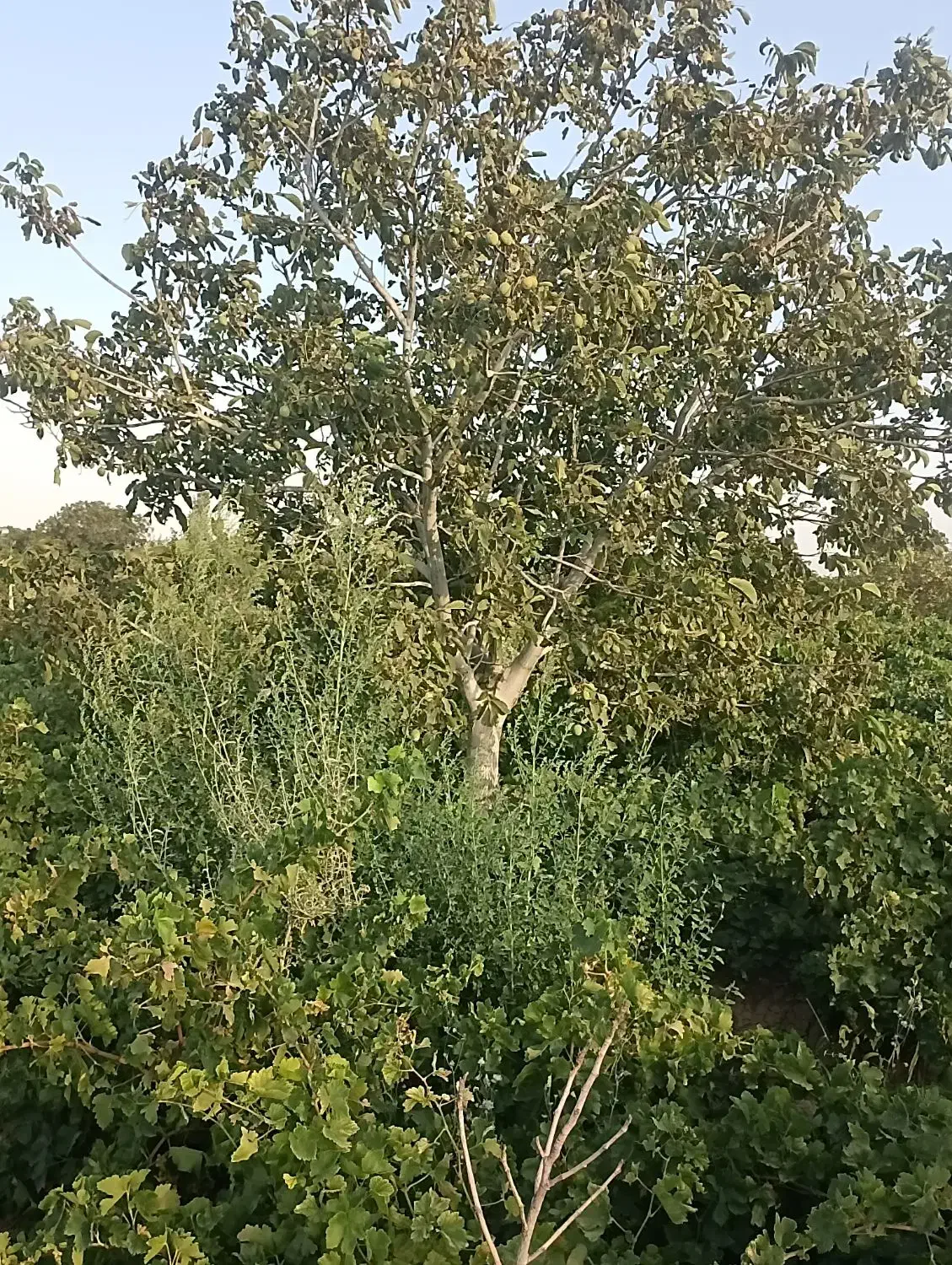 500 متر باغ انگور قطره ای سندتکبرگ|فروش دفتر صنعتی، کشاورزی، تجاری|محمدشهر, محمدشهر|دیوار