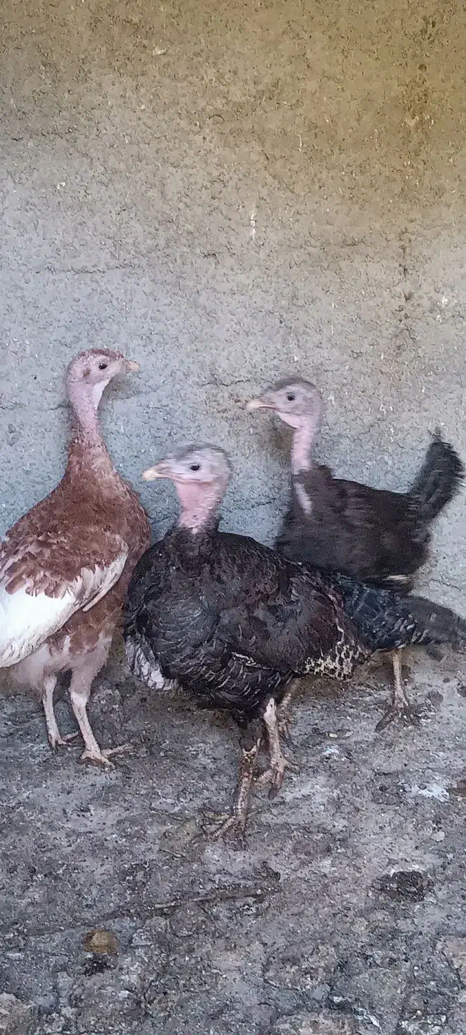 بوقلمون ماده تخم گذار چاق|حیوانات مزرعه|هشتگرد, خور|دیوار