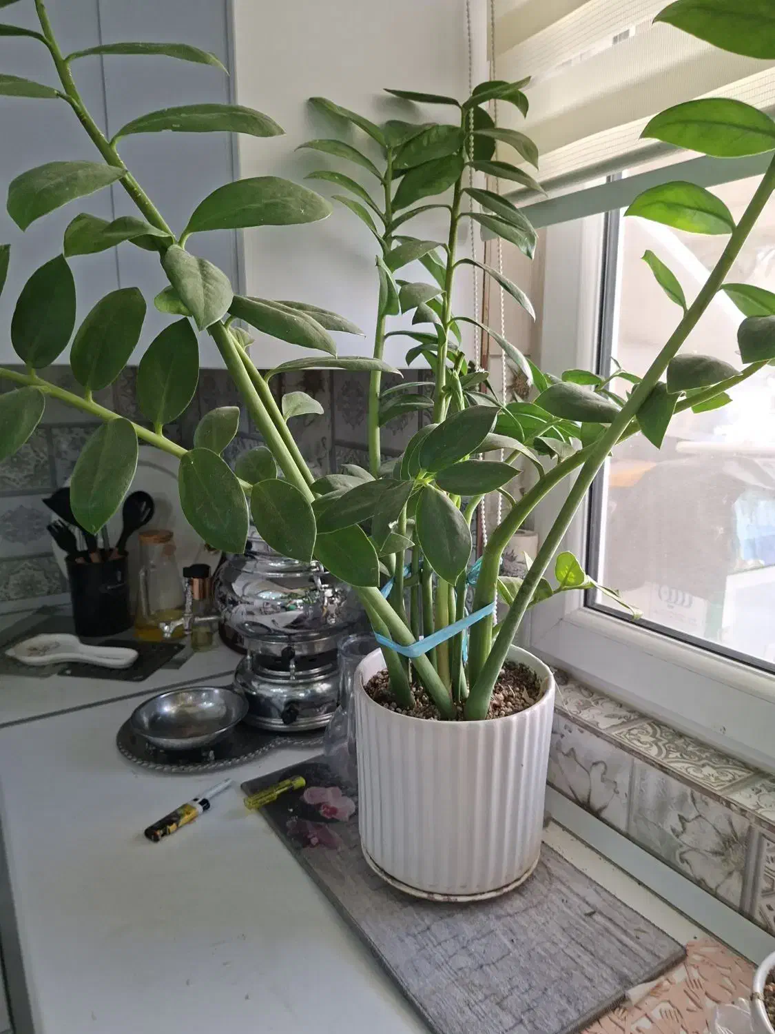 گلهای آپارتمانی|گل و گیاه طبیعی|فردیس, شهرک ناز|دیوار