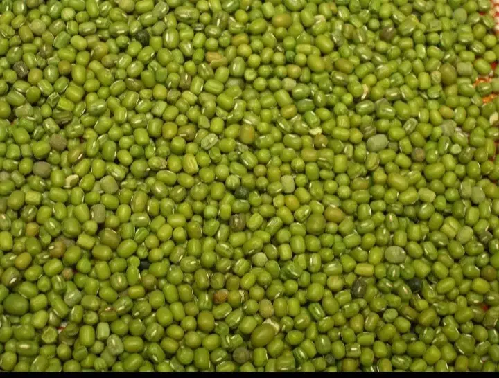 ماش عمرانی درجه یک|خوردنی و آشامیدنی|قم, باغ اشرافی|دیوار