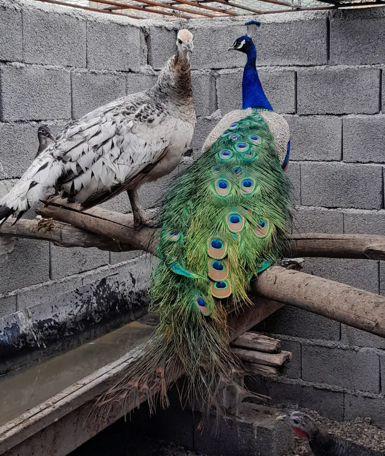 جوجه طاووس ابلق|حیوانات مزرعه|سهند, |دیوار