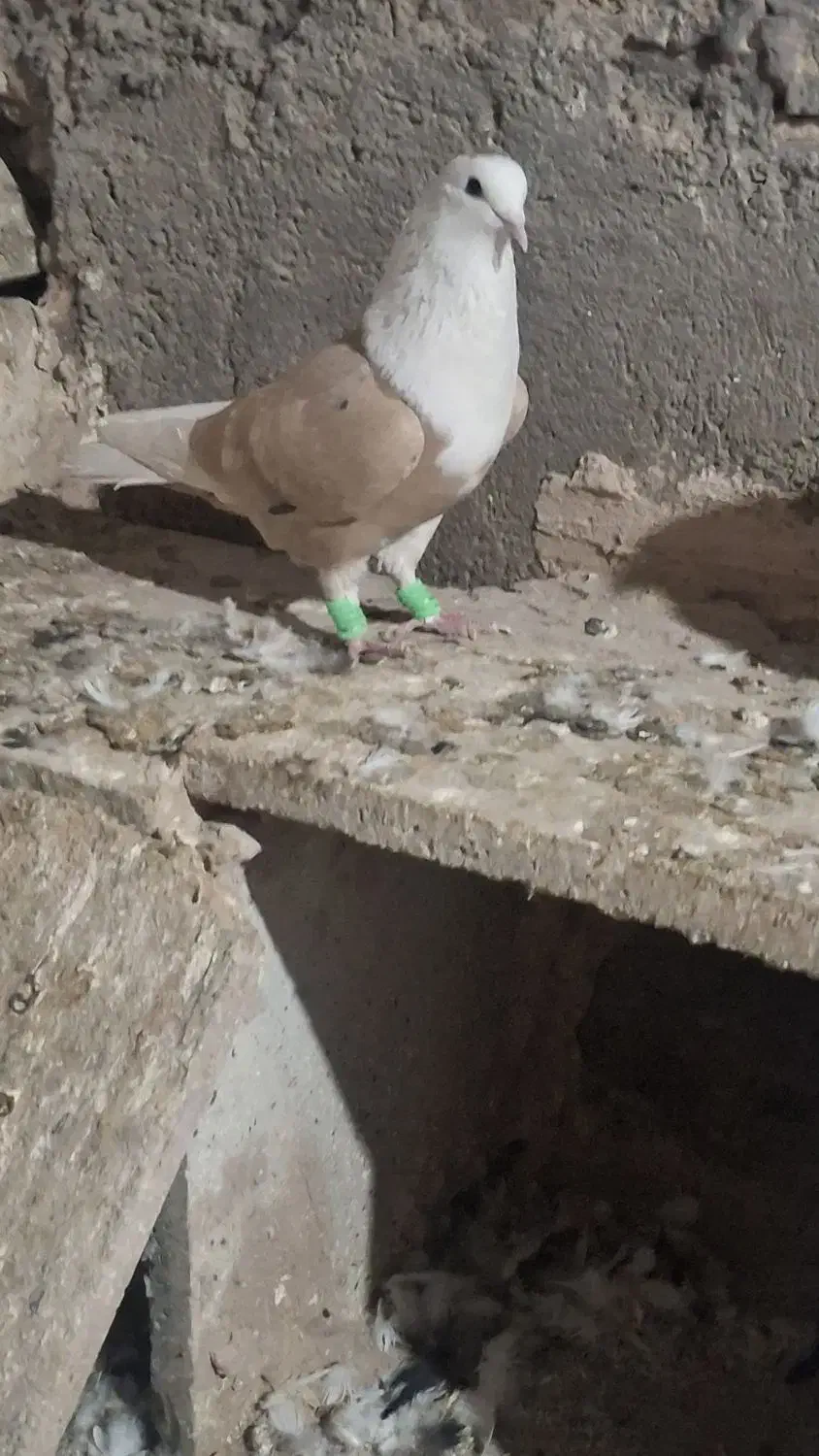 کلاغ نر|پرنده|نیشابور, مازول|دیوار