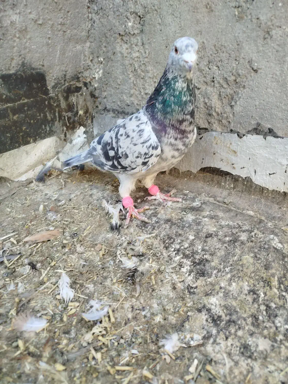 چنتا رنگه پرشی زد و خوردی|پرنده|خلیل آباد, |دیوار