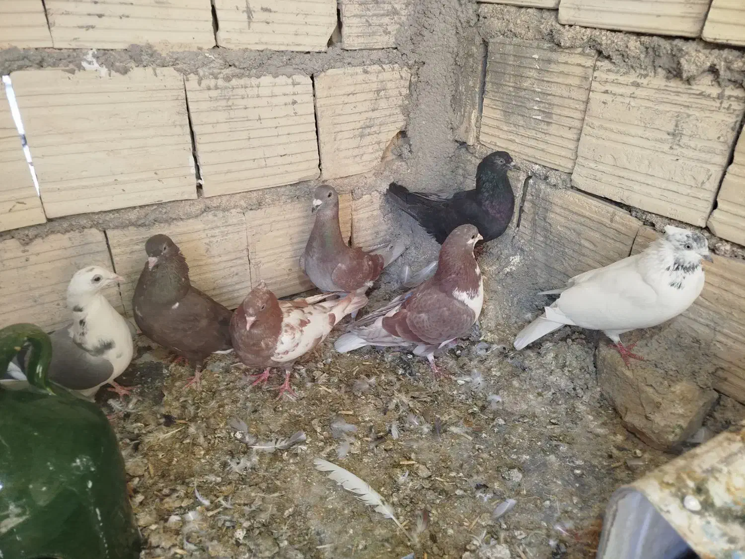 کفتر خوب مفت|پرنده|شیراز, شهرک کوشکک|دیوار