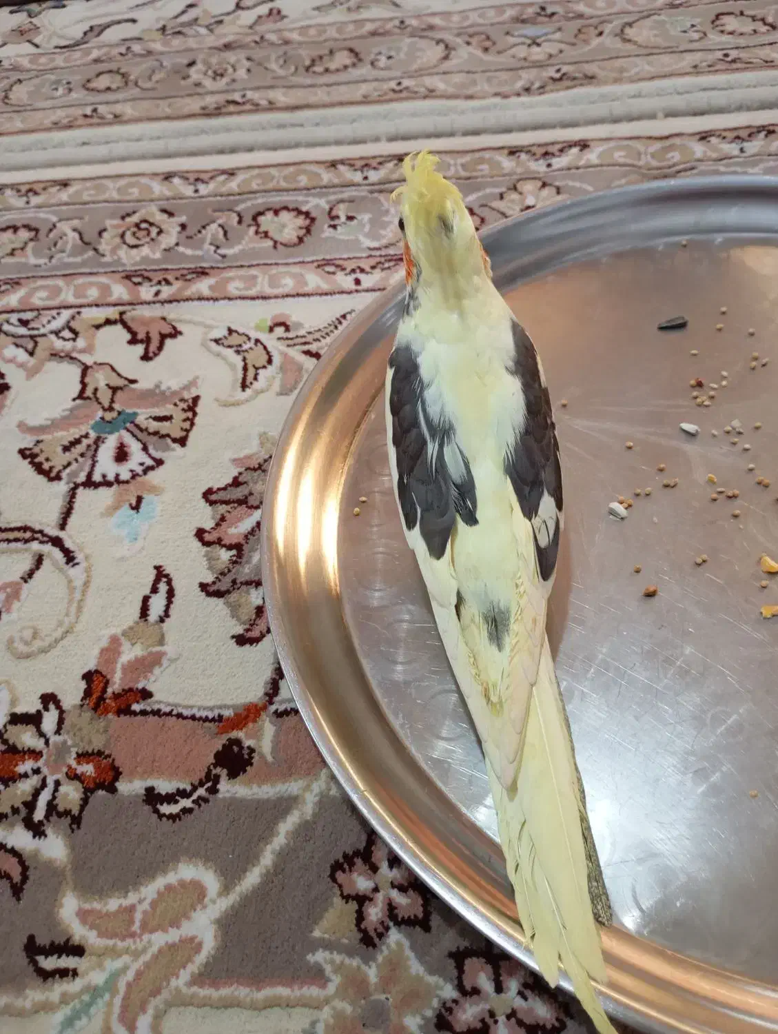 عروس هلندی ماده|پرنده|اردبیل, |دیوار