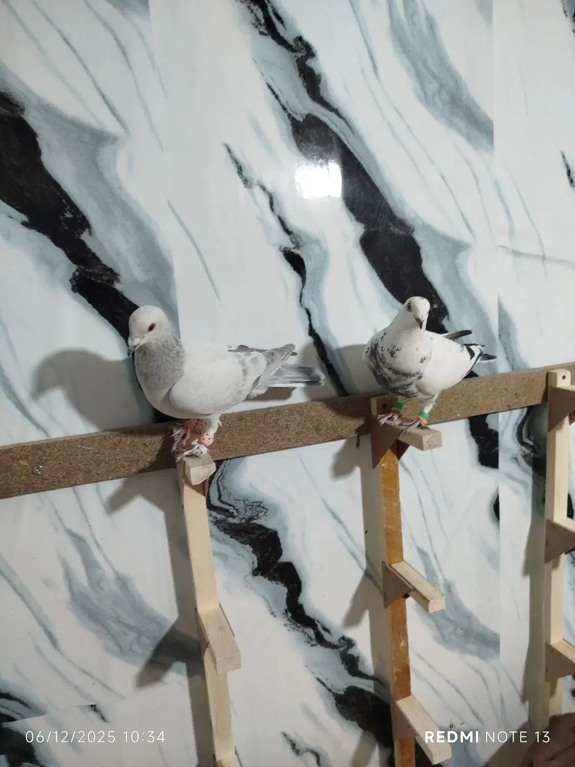 دسته رنگی،پلاکی همه نر پرشی|پرنده|دوگنبدان, |دیوار