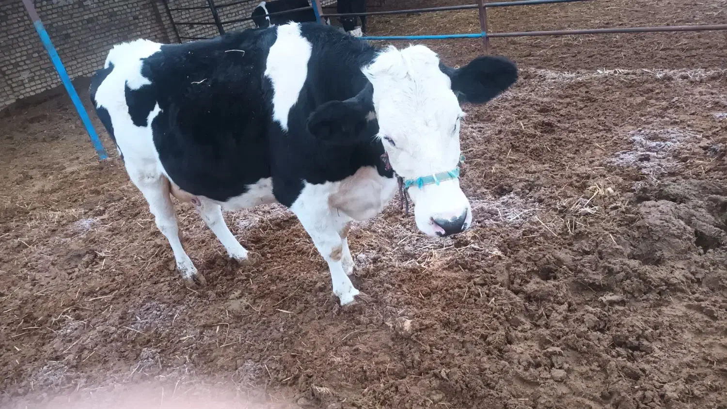 گاو سیمنتال دومنظوره درجه یک|حیوانات مزرعه|بجنورد, |دیوار