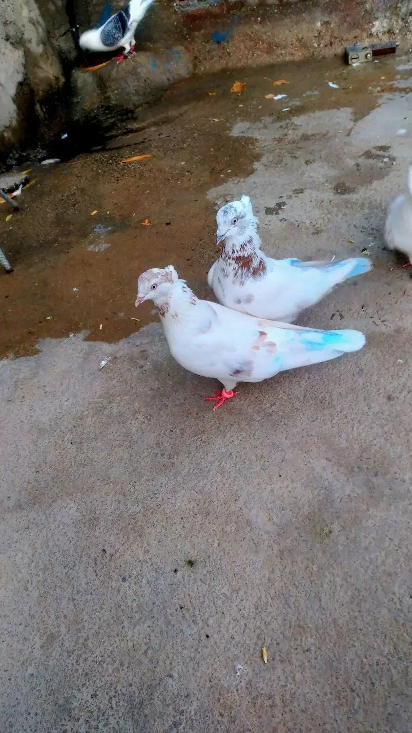 جفت تهرانی خوشگل|پرنده|شیروان (لرستان), |دیوار