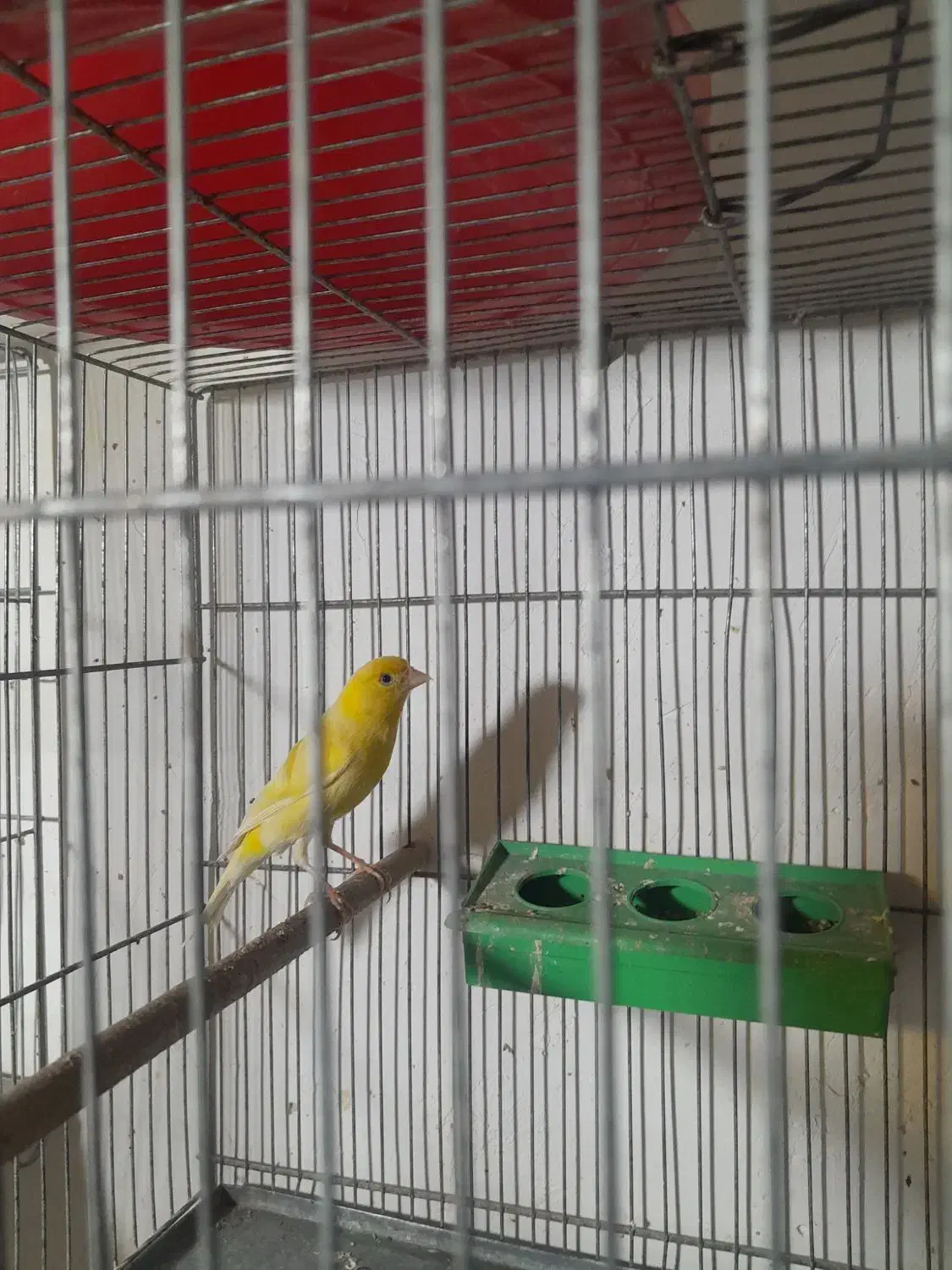 قناری|پرنده|سیرجان, |دیوار