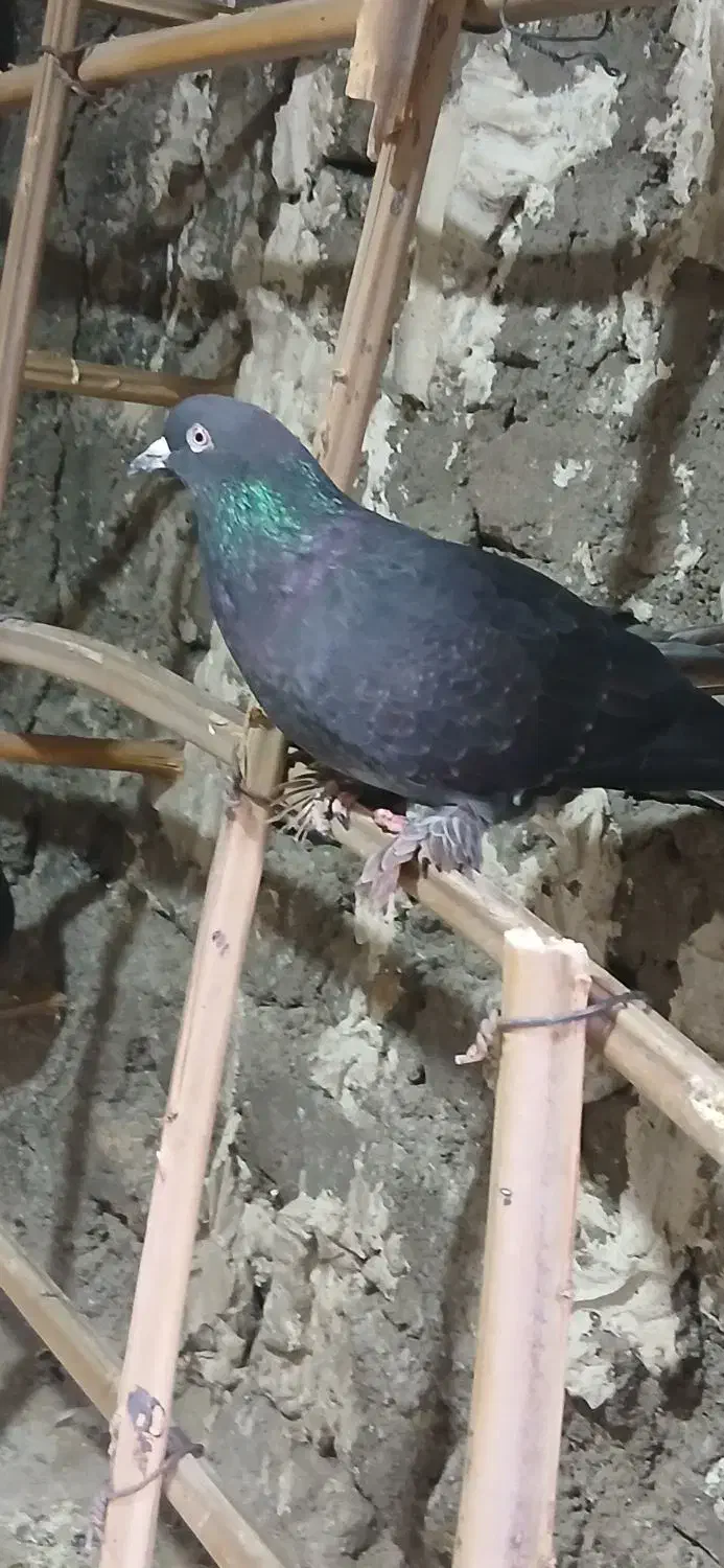 دمسفید نر زمانت پر|پرنده|بم, |دیوار